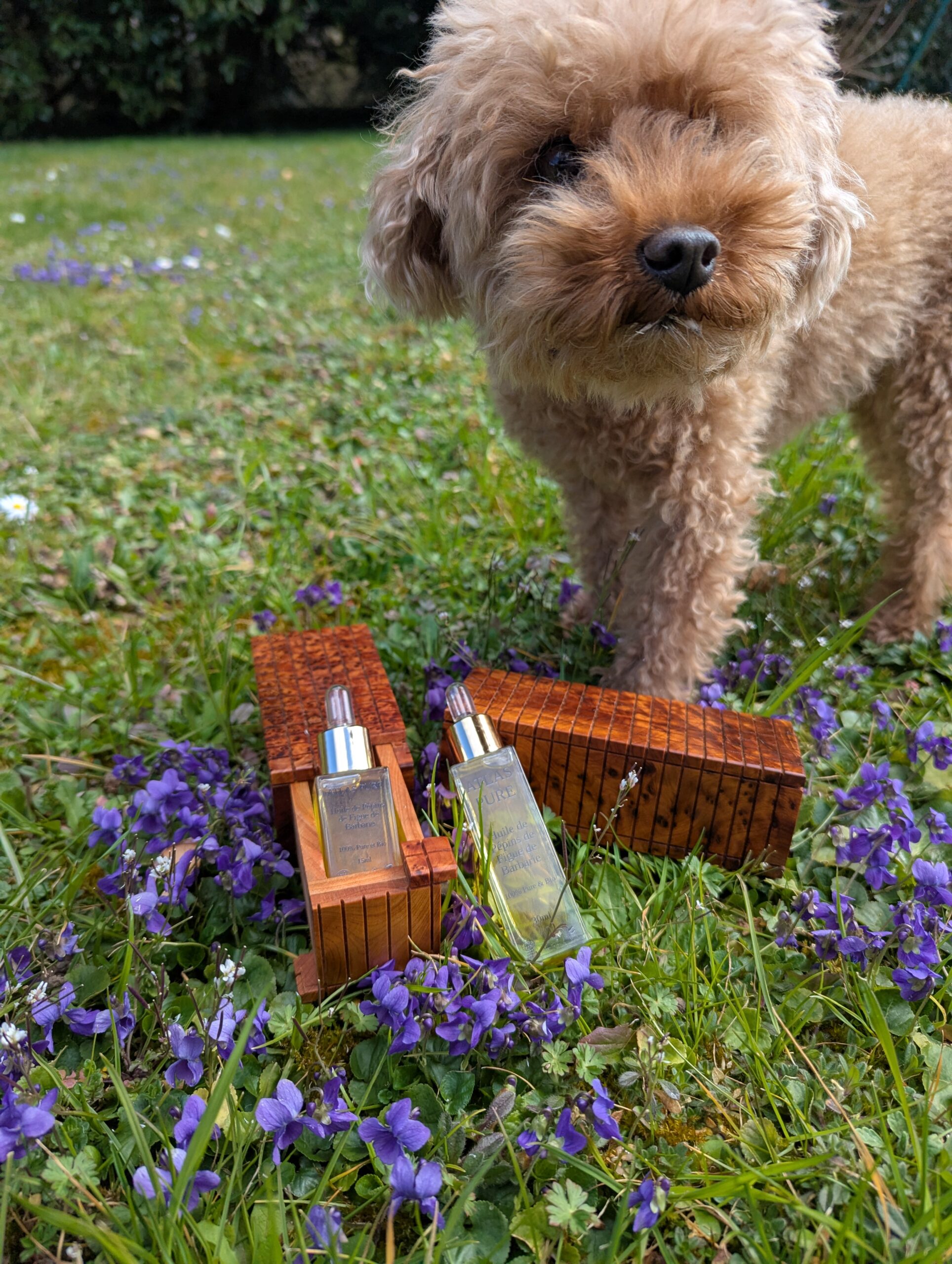 Huile Atlas Pure en nature